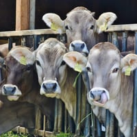 The psycho-dynamics of human animal connections