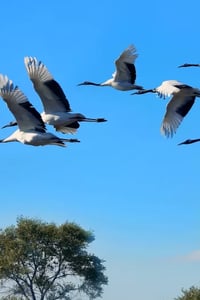 Exploring the Experience and Theory of Collective Leadership