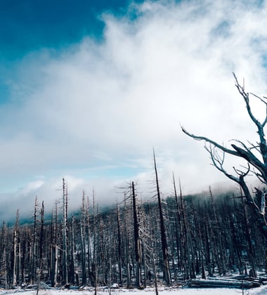 Climate Change Denial and Australia’s Devastating Bush Fires