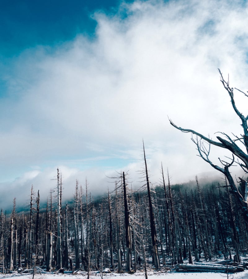 Climate Change Denial and Australia’s Devastating Bush Fires