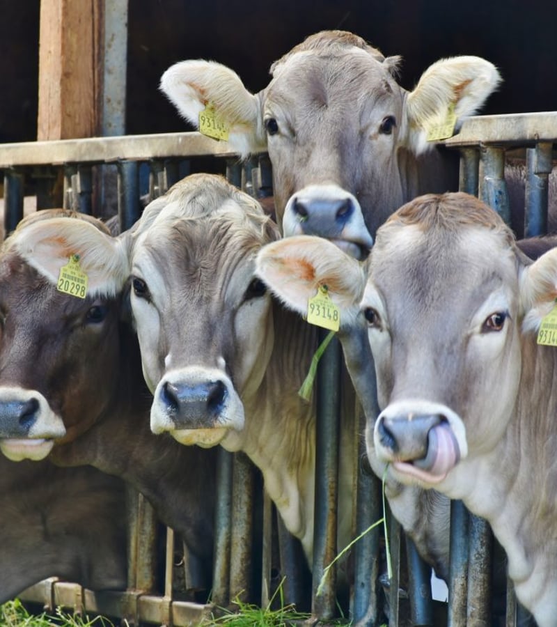The psycho-dynamics of human animal connections