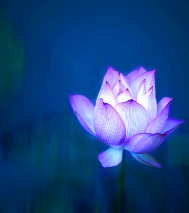 Beneath the lotus flower: discovering organisational cultures