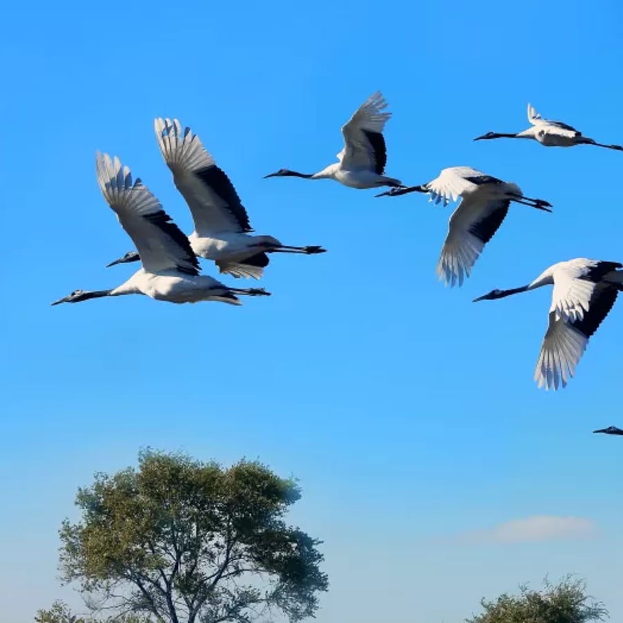 Exploring the Experience and Theory of Collective Leadership