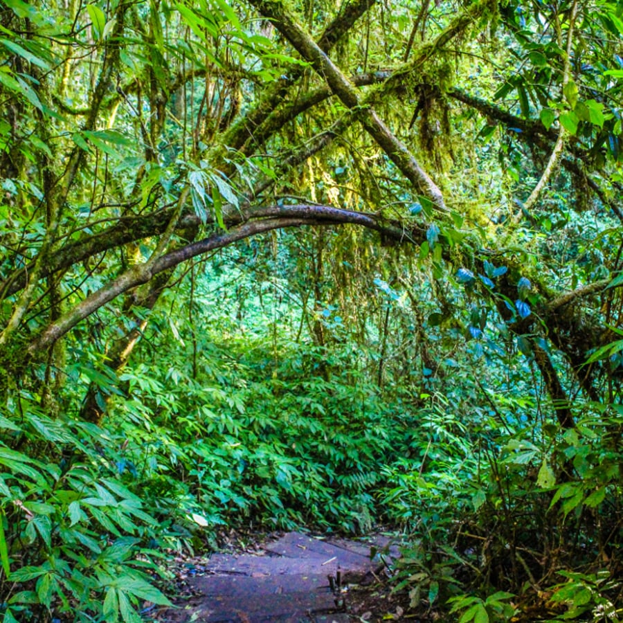 Analytic-Network Coaching